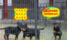 狗狗交配视频,揭秘繁殖过程中的自然现象